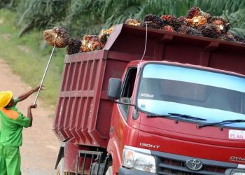 Produksi kelapa sawit dari perkebunan di Kaltim