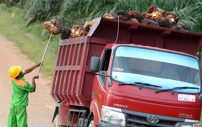 Produksi kelapa sawit dari perkebunan di Kaltim