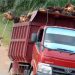 Produksi kelapa sawit dari perkebunan di Kaltim