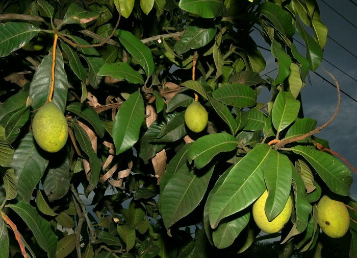 Buah kuini di pohonnya