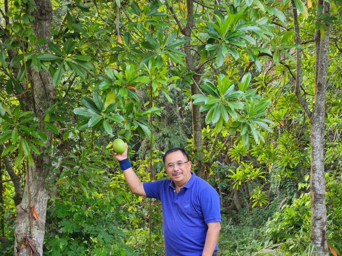 Pohon pule di samping tembok rumah saya